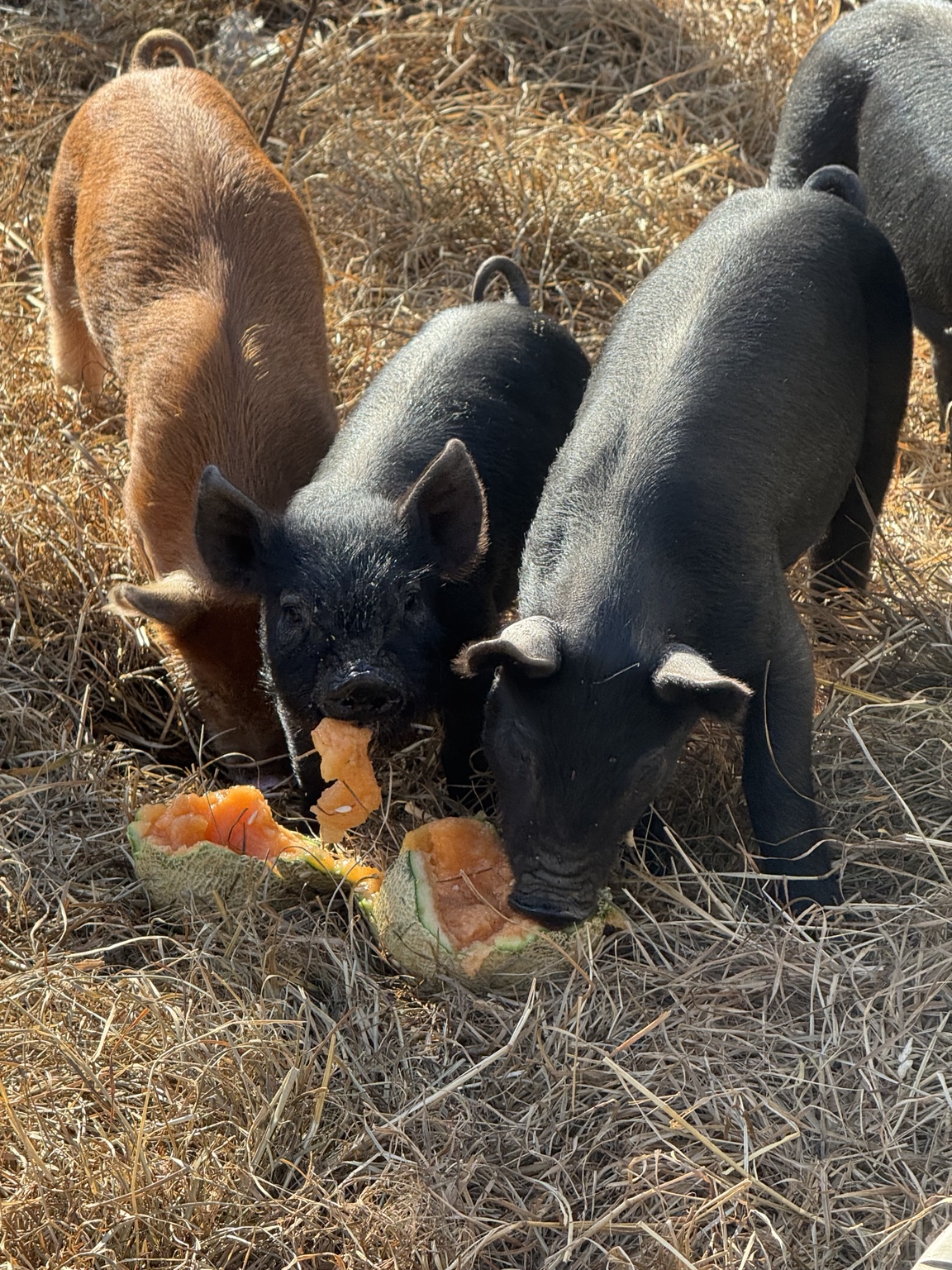 Pigs enjoying apples on the farm