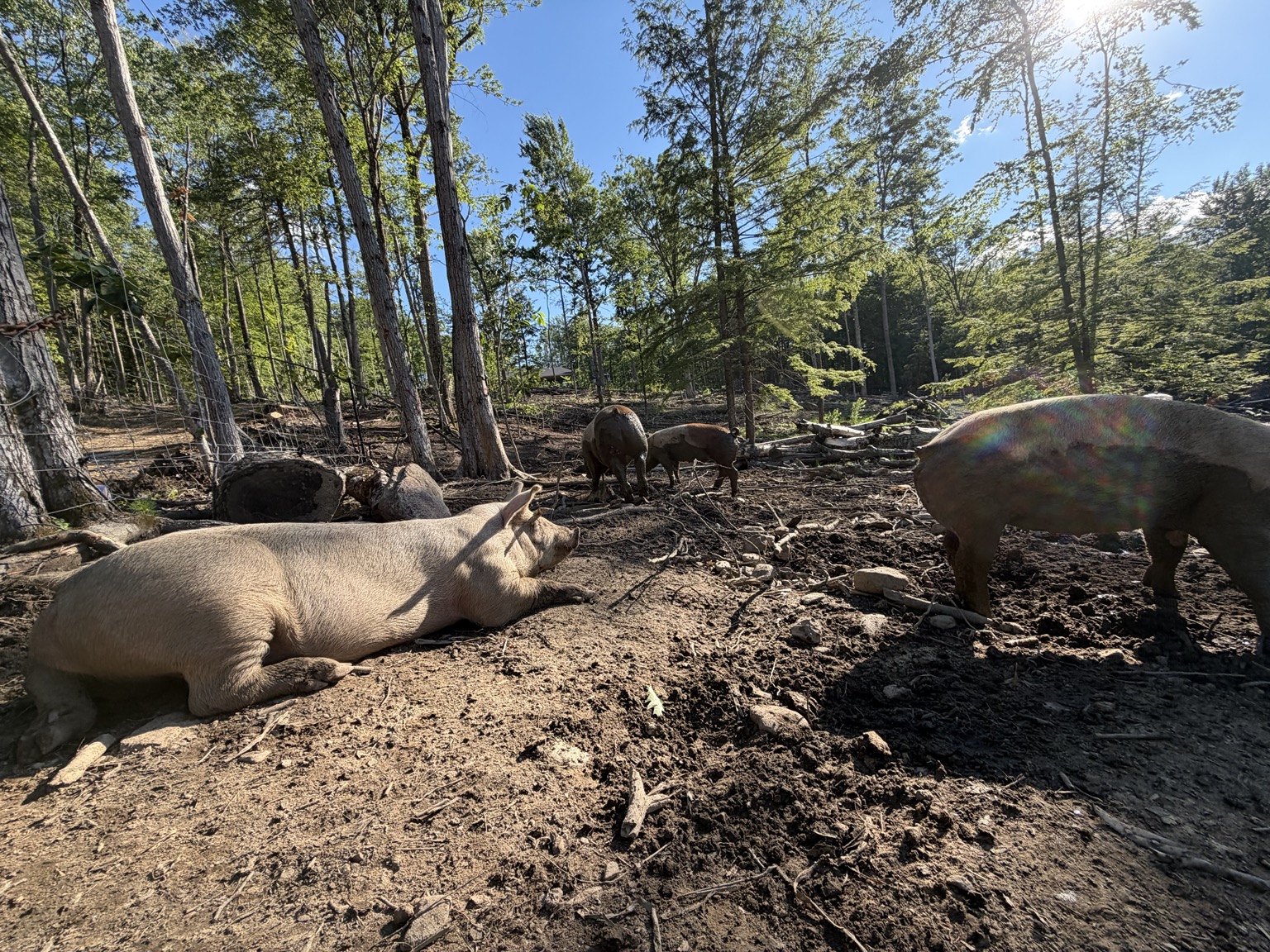 Woodland pasture-raised pigs